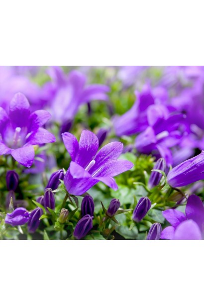 Campanula cochleariifolia ‘Jingle Blue’